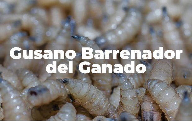 Casos de gusano barrenador aumentan en el país; San Luis Potosí registra nuevos contagios